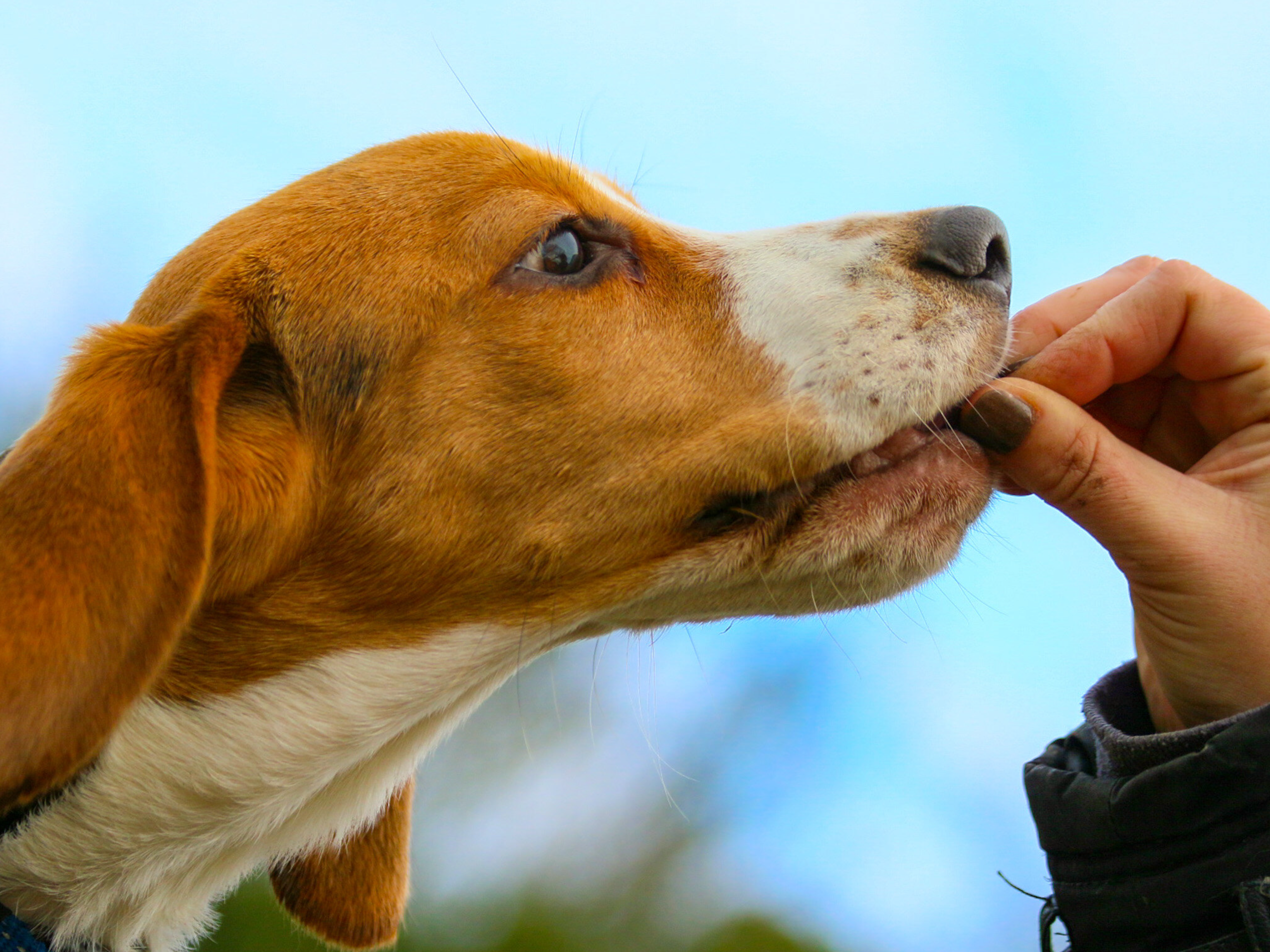 Beano loves a treat credit Frank Shepherd