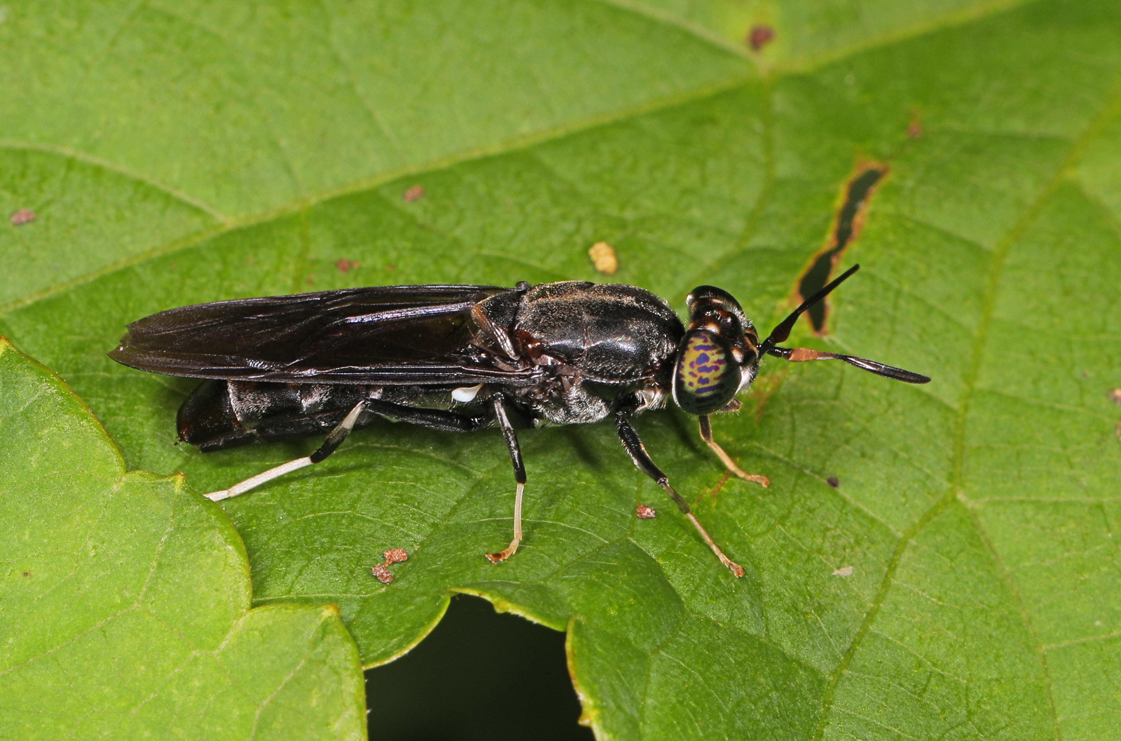 Black soldier fly credit Judy Gallagher