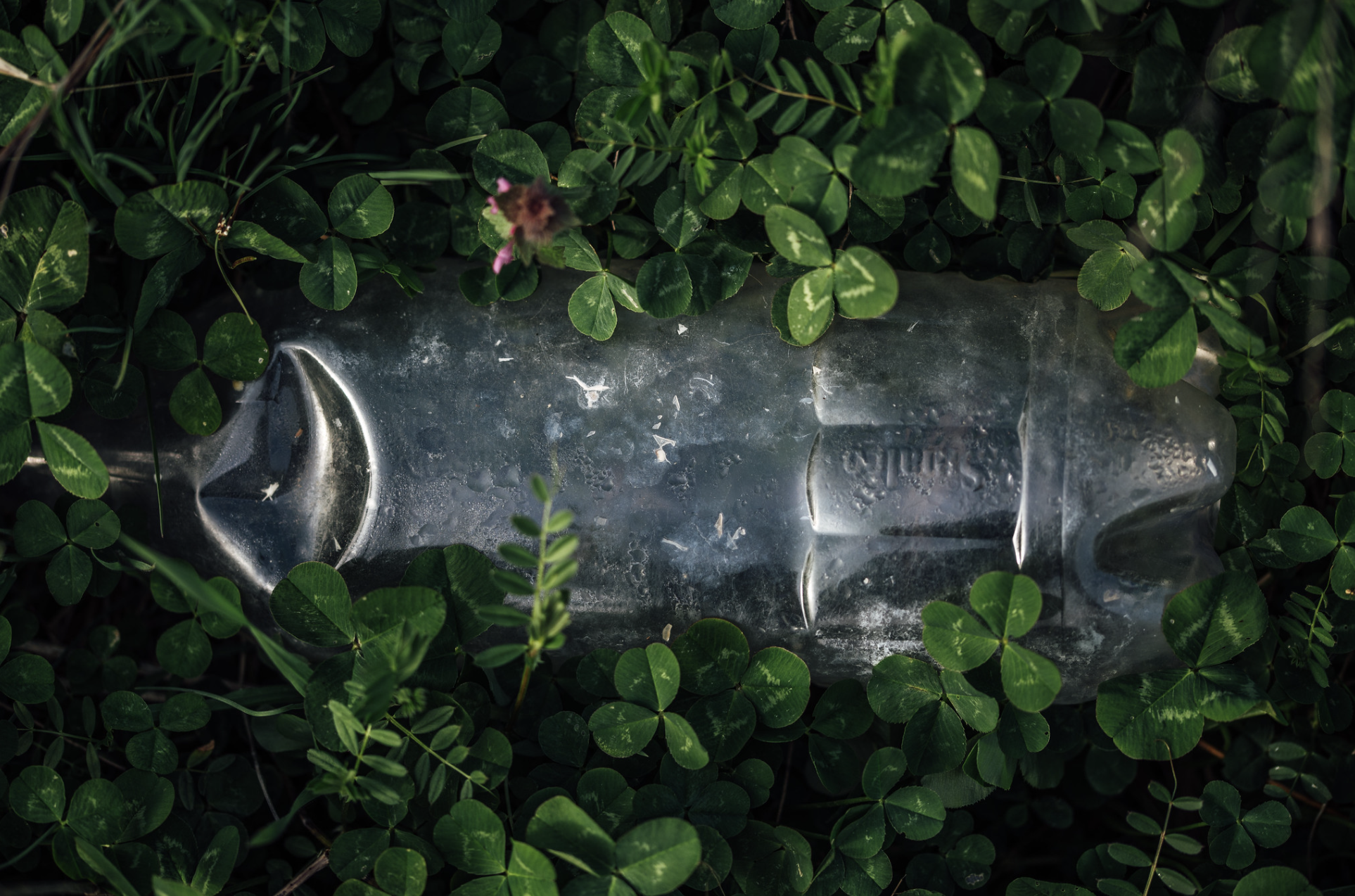 Close up of clovers growing around a plastic bottle credit Ivan Radic