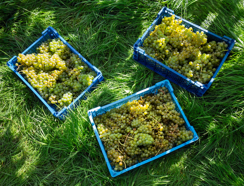 Grape harvest in plastic crates Public Domain