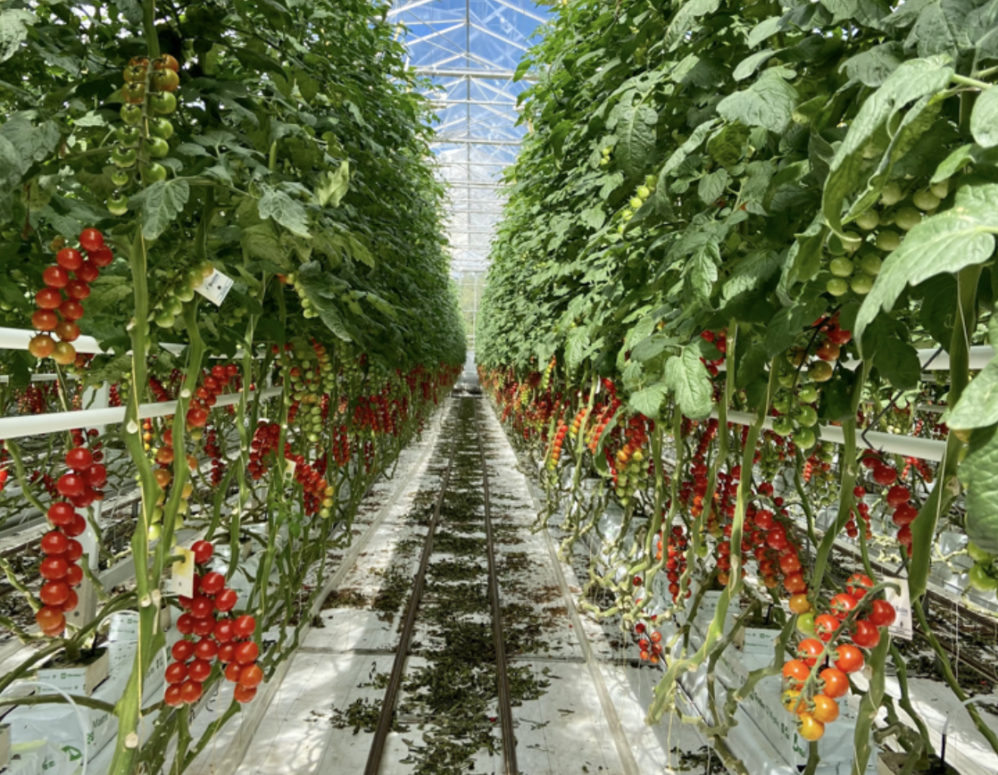 Nordic Greens’ is among Denmark’s environmentally friendly, top-quality greenhouse vegetables producers