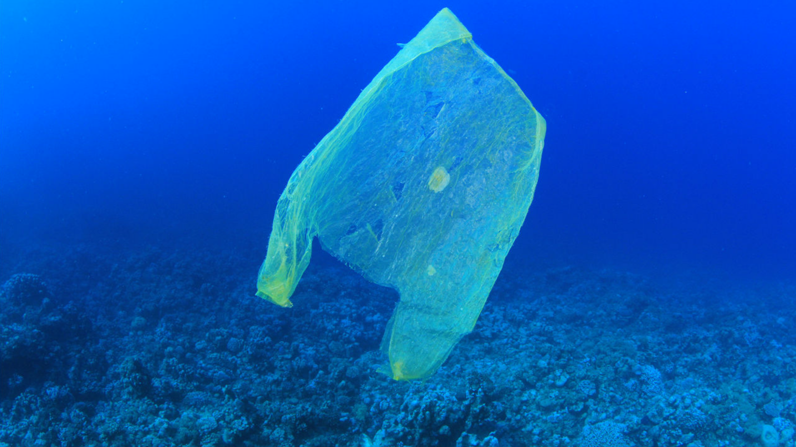 Plastic bag in the sea credit Michaelis Scientists
