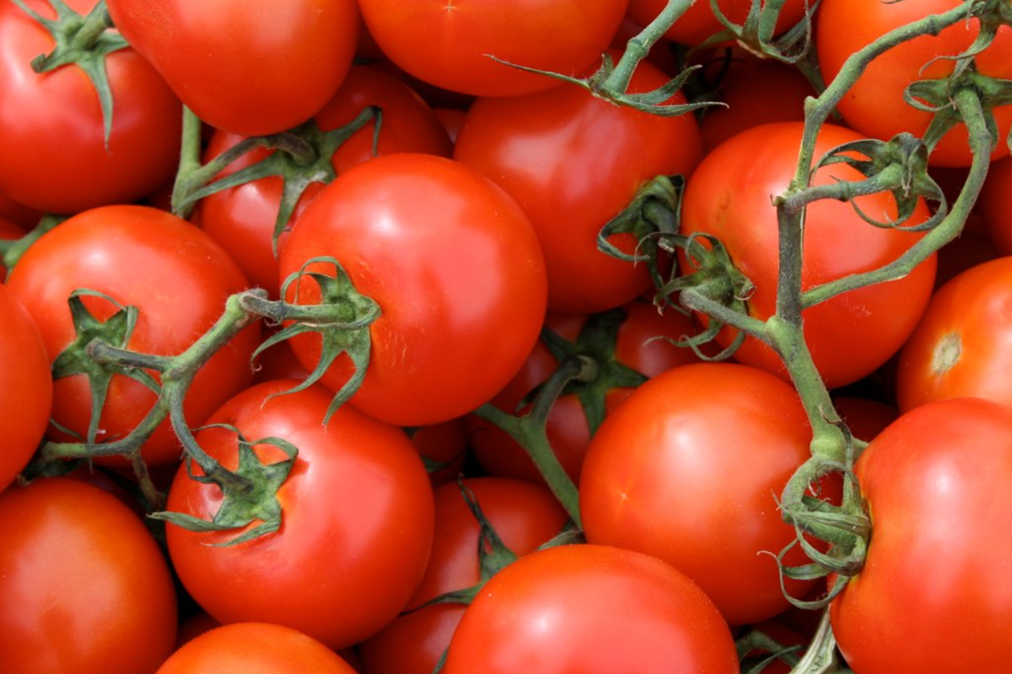 Tomatoes by Tony CC BY ND 2 0