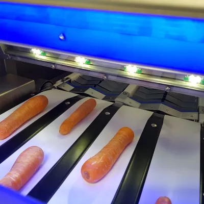 Carrots conveyed into camera section Celox CUHD 4 lanes