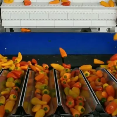 Newtec weighing and packing of mini bell peppers