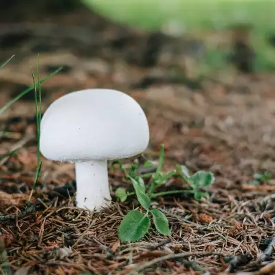 Belgian retailers unite for reusable mushroom packaging trial