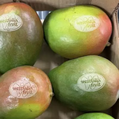 Laser etching on mangoes eliminates plastic stickers in Europe