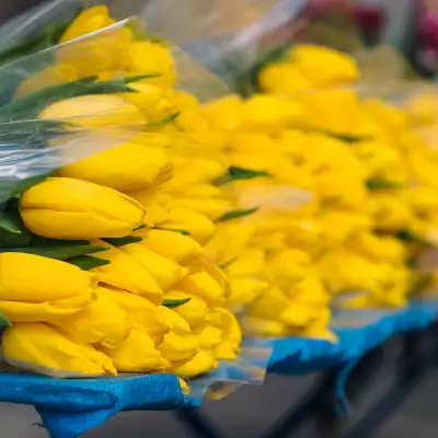 The plastic pollution behind Valentine’s Day bouquets