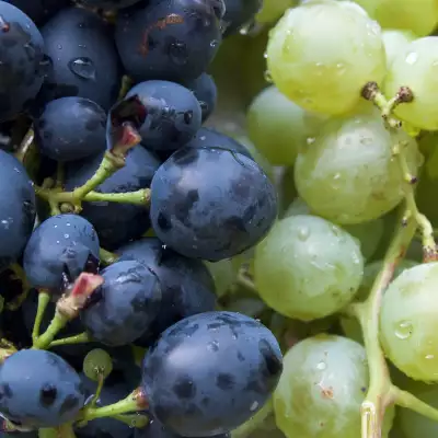 Coles ditches plastic for paper grape bags – but not everyone is happy