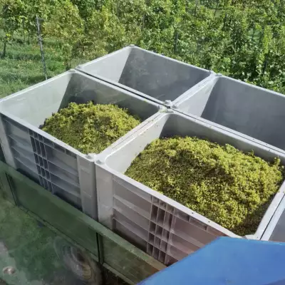 Winemaker upholds wine tradition with Craemer CB3 High pallet box