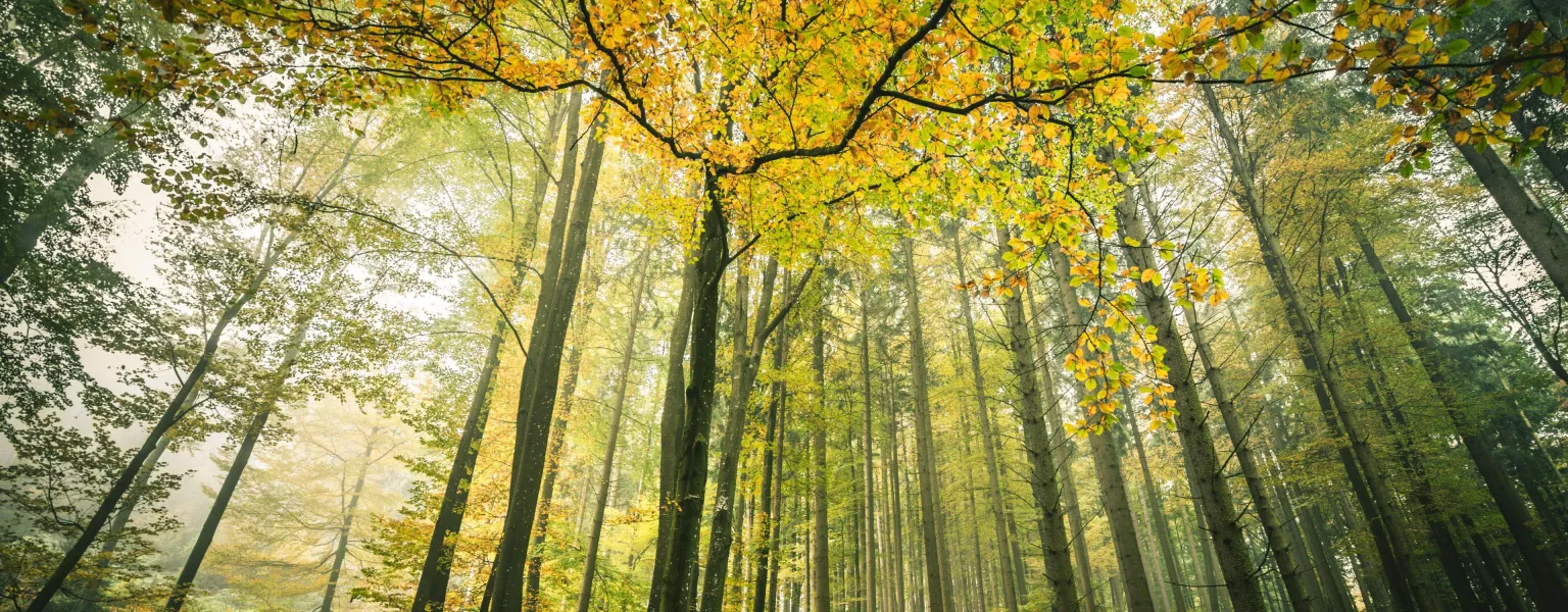 Woods