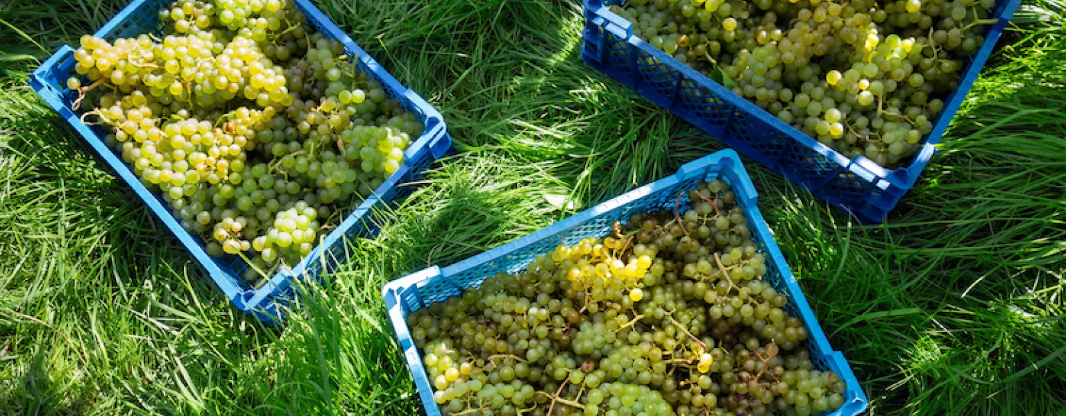 Grape harvest in plastic crates Public Domain