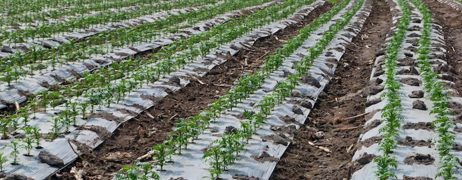 Flowers irrigated with drip and plastic mulch credit Water Alternatives Photos Francois Molle IRD