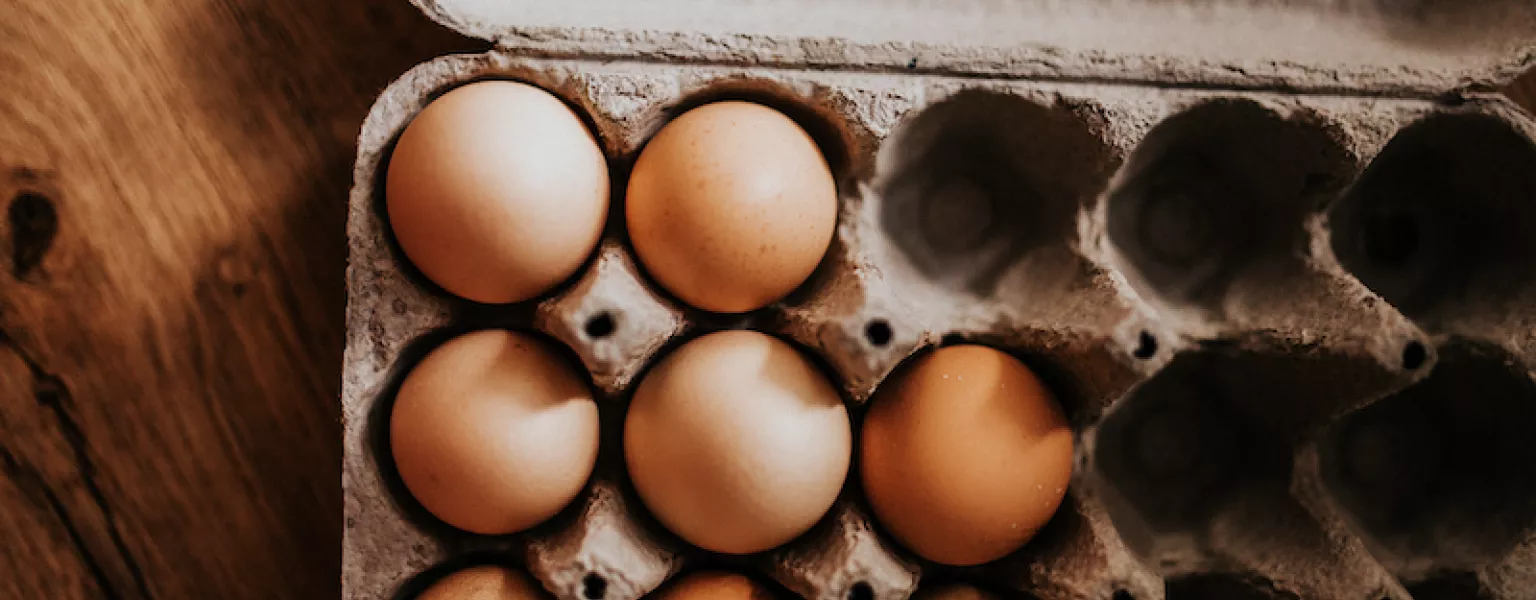 From foam to fibre: Sustainable alternatives take root in U.S. egg carton market