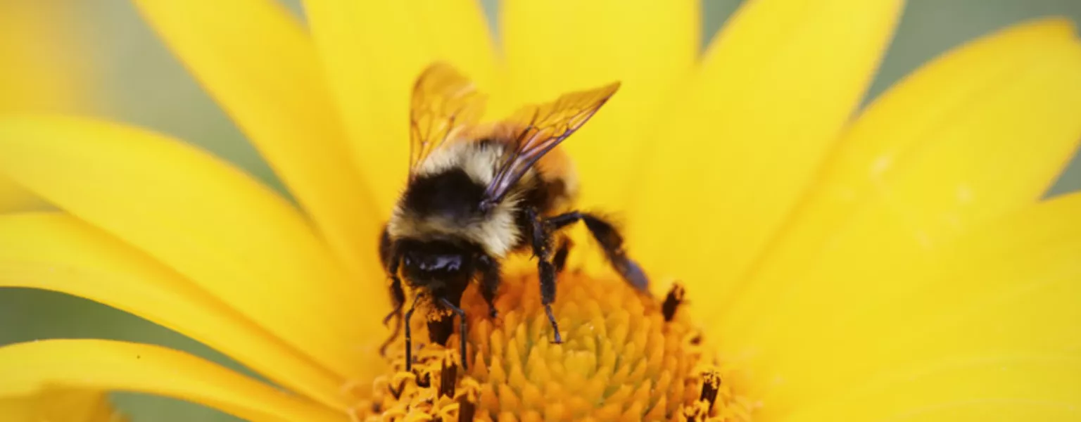 Bee public domain