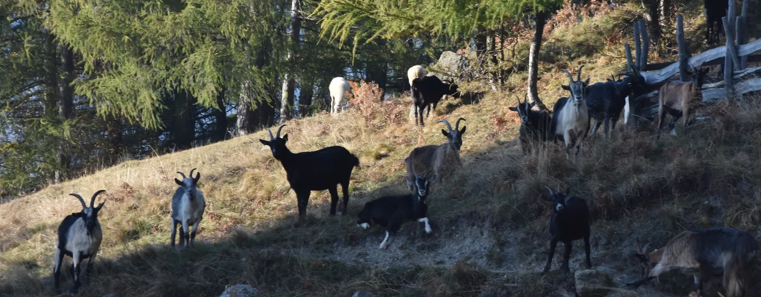 Goats public domain