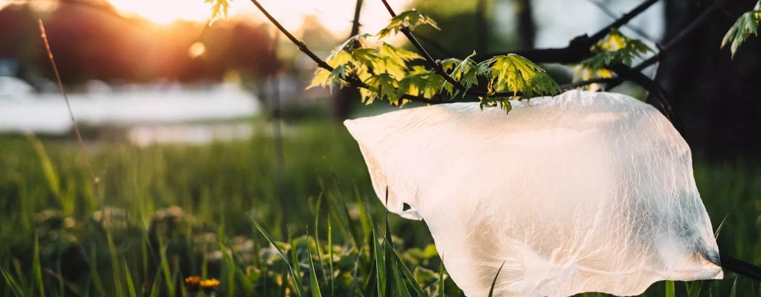 Plastic bag stuck on a tree credit Joanna Malinowska freestocks
