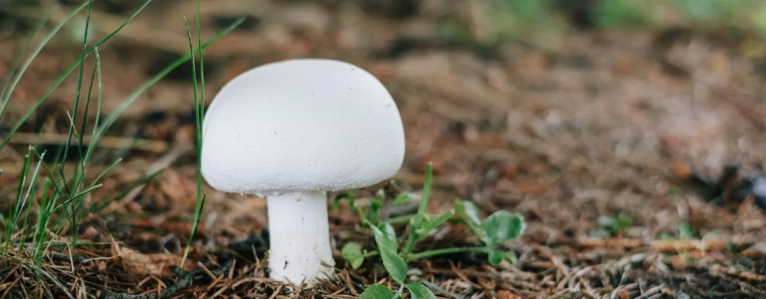 Mushroom credit Joanna Malinowska freestocks org