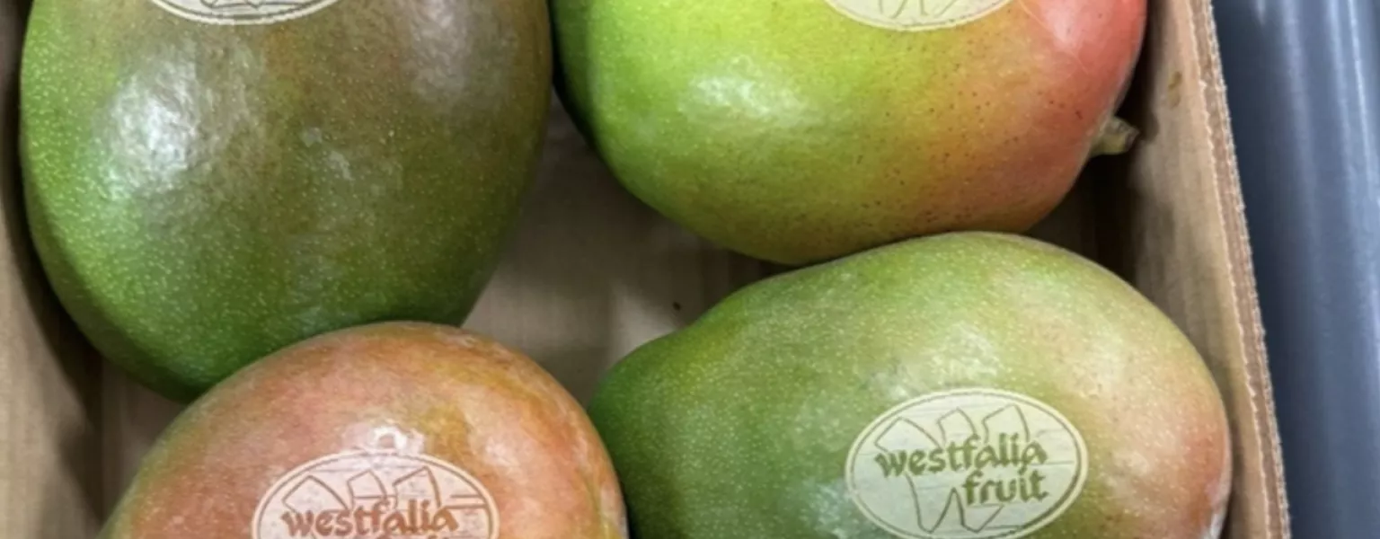 Laser etching replaces plastic stickers on mangoes in Europe credit Westfalia