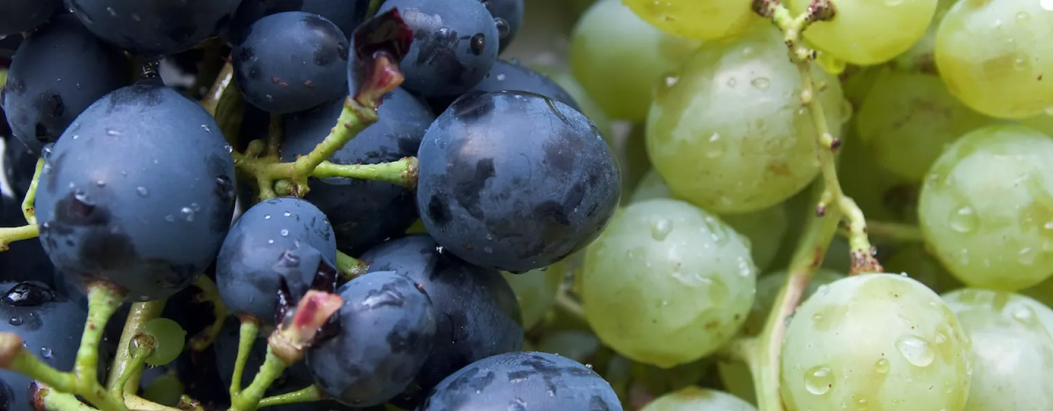 Coles ditches plastic for paper grape bags – but not everyone is happy