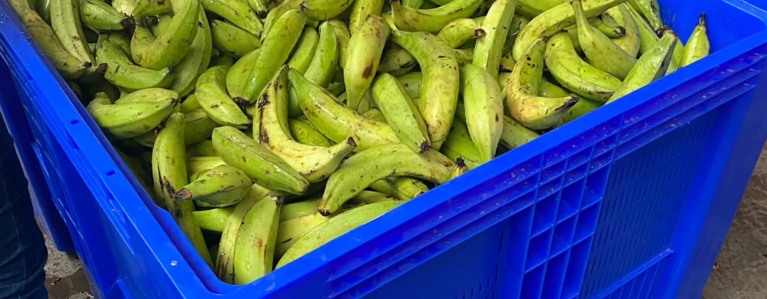 Ideal for bananas 2 the SB3 pallet box from Craemer
