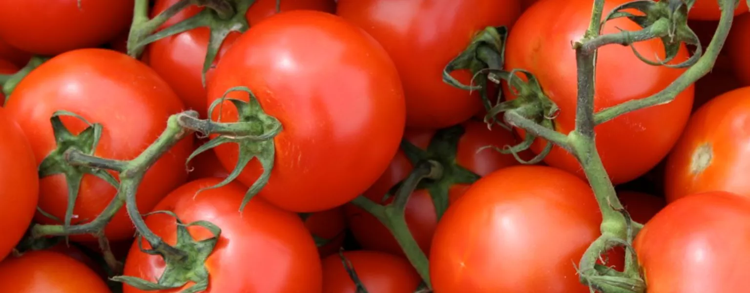 Tomatoes by Tony CC BY ND 2 0