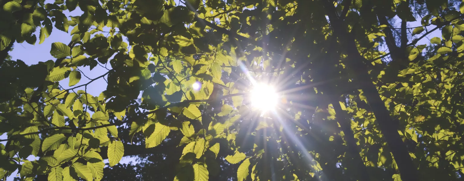 Sun shining through the leaves freestocks