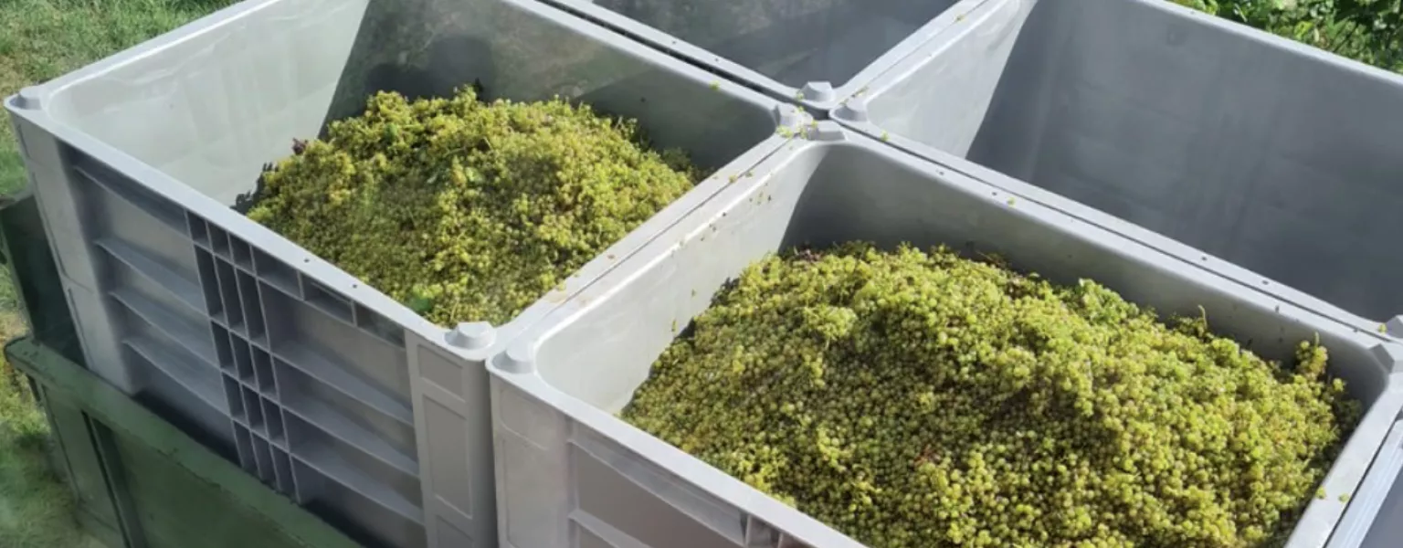 Winemaker upholds wine tradition with Craemer CB3 High pallet box