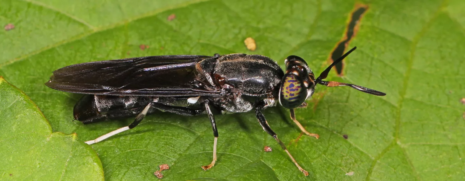 Researchers turn black soldier flies into degradable bioplastics