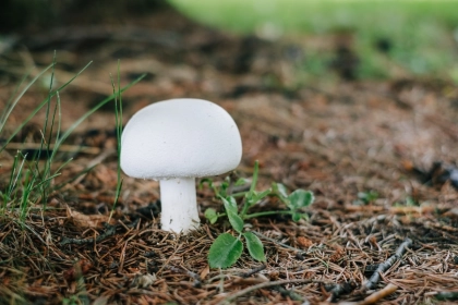 Belgian retailers unite for reusable mushroom packaging trial