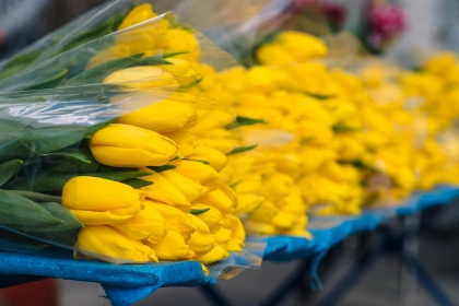 The plastic pollution behind Valentine’s Day bouquets