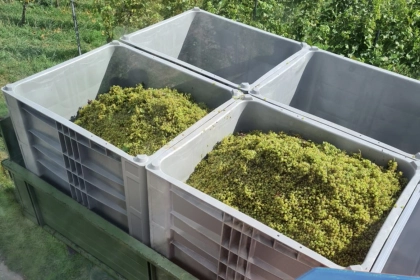 Winemaker upholds wine tradition with Craemer CB3 High pallet box