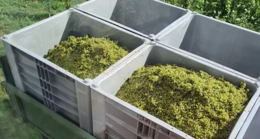 Winemaker upholds wine tradition with Craemer CB3 High pallet box
