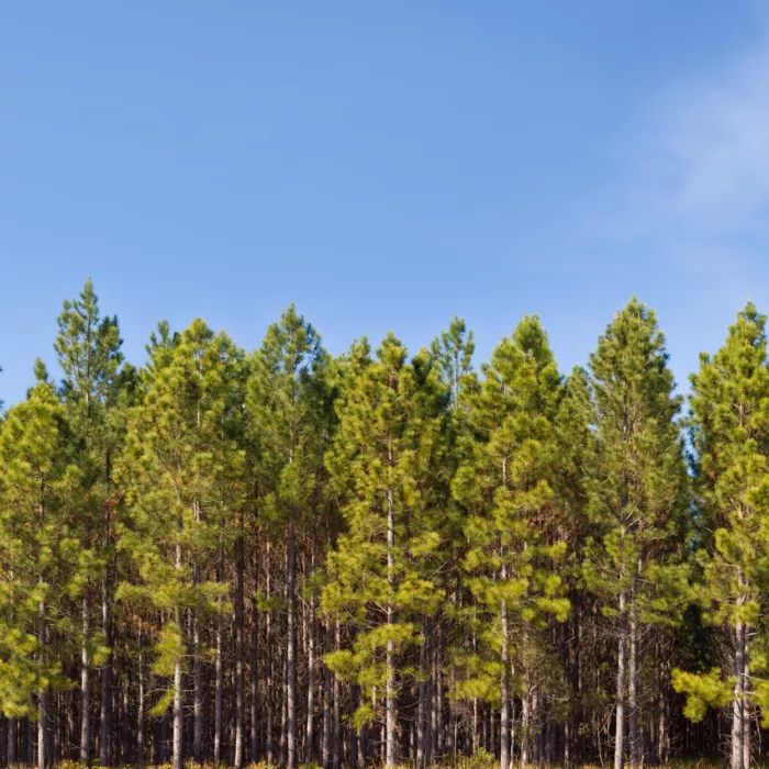 Fastmarkets Forest Products Europe Conference 2025